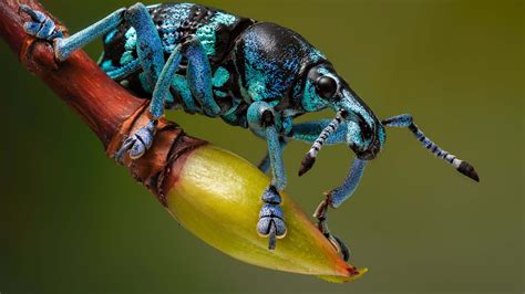 Black Blue Weevil Beetle On Flower Bud In Blur Green Background 4K 5K ...