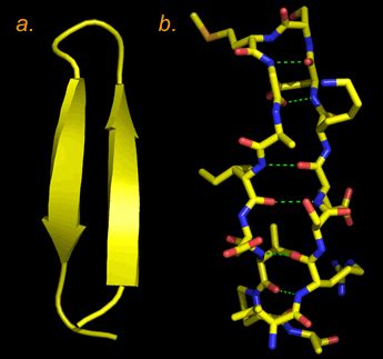 Beta Sheet Structure