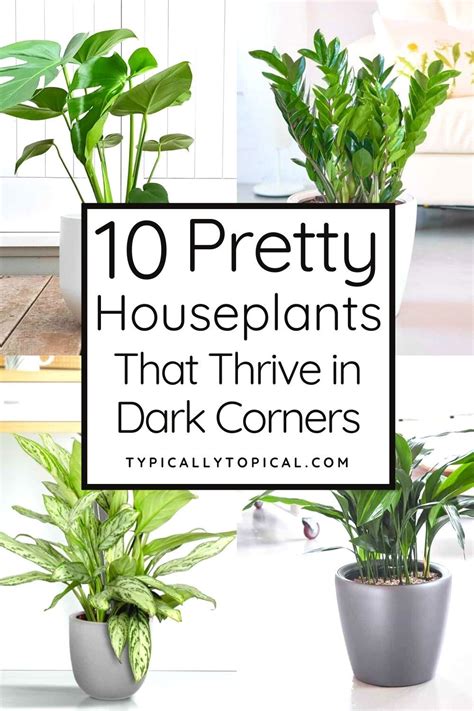 10 Of The Best Indoor Plants That Don't Need Sunlight | Plant care ...