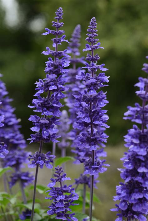 Salvia Mystic Spires