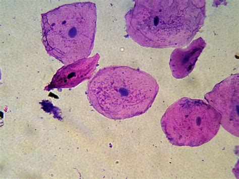 Distinguish between plant and animal cells - Middle School Life Science