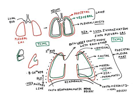 parietal and visceral layer of pleura - TCML - The Charsi of Medical ...