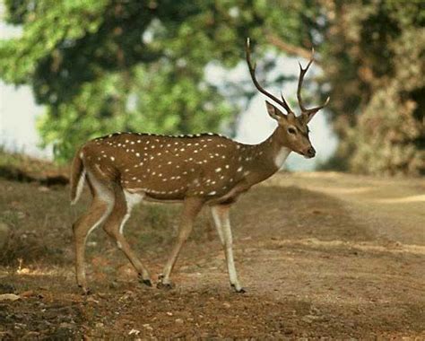 Chital | Spotted Deer, Indian Deer, Axis Deer | Britannica