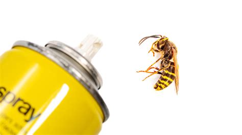 When’s the Best Time to Spray a Wasp Nest – DerivBinary.com