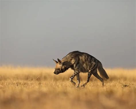 Striped Hyena - Facts, Diet, Habitat & Pictures on Animalia.bio