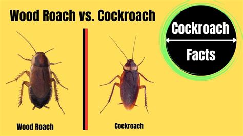 Wood Roach vs. Cockroach: A Detailed Guide - The Cockroach Facts