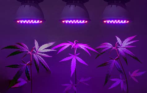 Halogen Lights For Growing Weed | Shelly Lighting