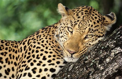 Africa's Top 10 Safari Animals and Where to See Them