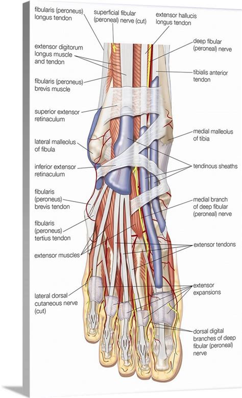 Muscles of dorsum of foot Wall Art, Canvas Prints, Framed Prints, Wall ...