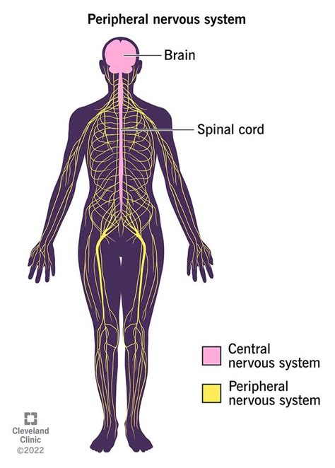 Biopsychology Chapter 3: Anatomy of the Nervous System Diagram | Quizlet