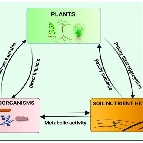 Schematic representation of the interactions between the plant, soil ...