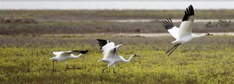 Whooping Crane - Conservation Centers for Species Survival