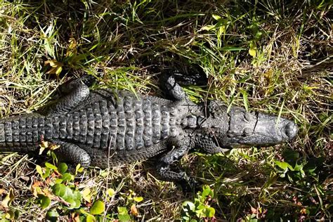 5 Best Places to See Alligators and Crocodiles in the Everglades - The ...