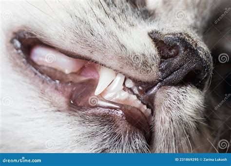 Baby Teeth in a Small Kitten. Dentistry for Cats, Close-up. Stock Image ...