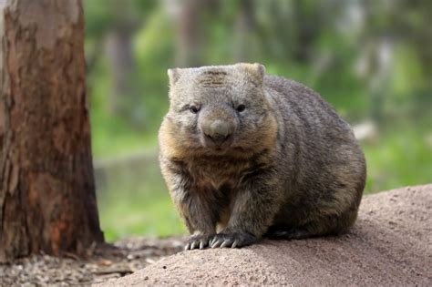 Wombats, interesting facts - Blog In2English