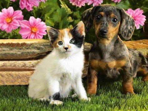 Puppies And Kittens Wallpapers - Wallpaper Cave