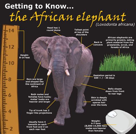 Asian Elephants: African Elephant Characteristics