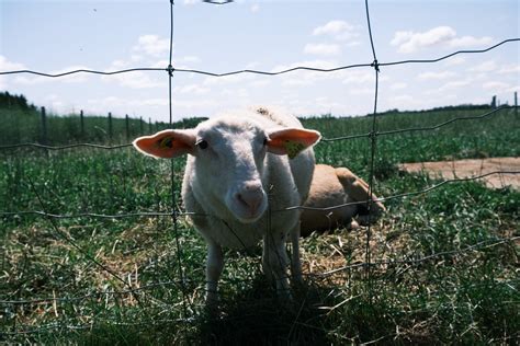 Lacaune Sheep Standing on Grassland · Free Stock Photo