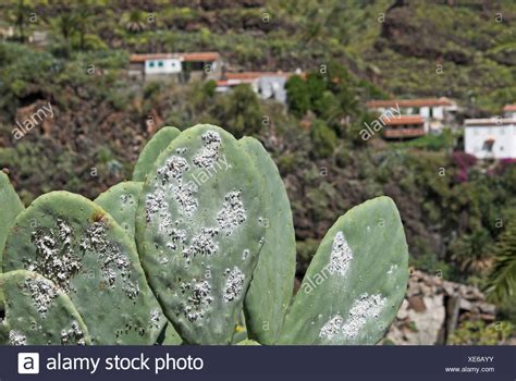 Dactylopius Coccus Stock Photos & Dactylopius Coccus Stock Images - Alamy