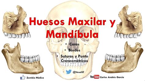 Anatomía - Huesos Maxilar y Mandibula (Caras, Bordes, Inserciones ...