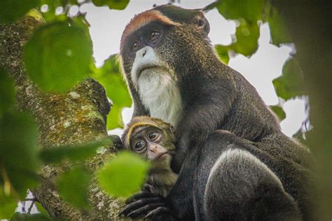 Public Appeal Launched To Help Name Baby De Brazza's Monkey