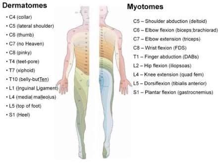 DERMATOMES AND MYOTOMES PDF