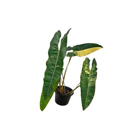 Philodendron Billietiae Variegated (SN8805)