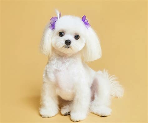 Top 10 maltese puppy cut ideas and inspiration