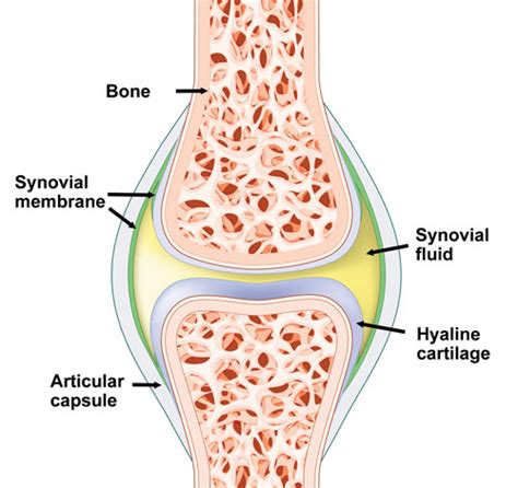 Synovial Joint Knee