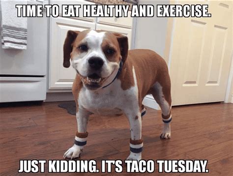 27 TACO MEMES FOR TACO TUESDAY OR ANY DAY -DesignBump