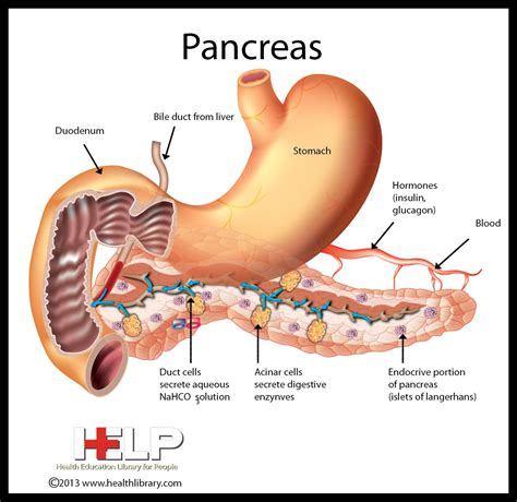 the pancreas and its functions