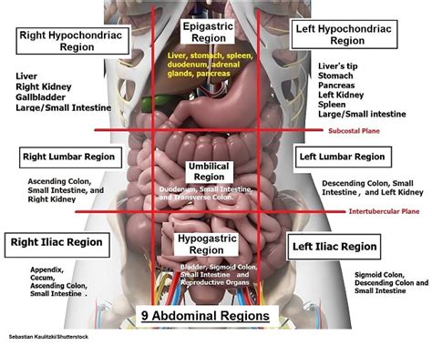 Four Abdominal Quadrants and Nine Abdominal Regions | Anatomy and ...