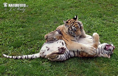 Siberian (Amur) Tiger: Siberian tiger cubs