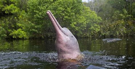 Amazon River Dolphin Facts | Pink River Dolphin | Boto