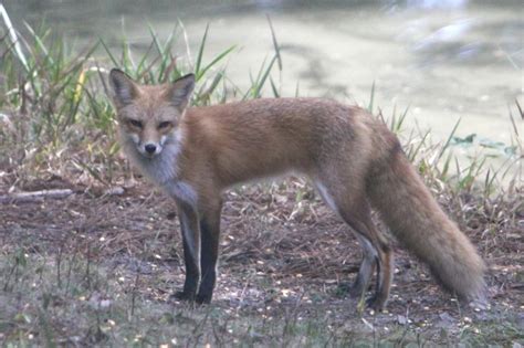 Florida Red Fox - a photo on Flickriver