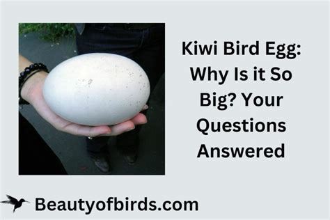 Kiwi Bird Egg: Why Is it So Big? | Kiwi Egg Evolution | Earth Life