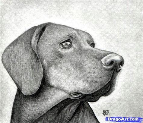 Dibujo de perro realista a lapiz #mipropioarte | DibujArte Amino