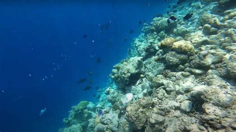 SEA of stars (Bioluminescent Beach) in the Maldives with Video