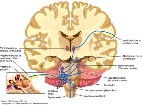 Pin by Jacci Siebert on Neuroscience & Sensory Integration | Vestibular ...