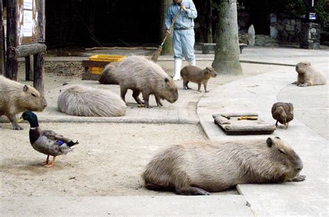 Capybaras are getting big in Japan