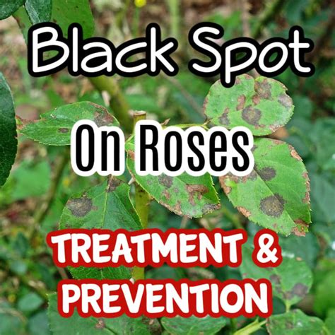 Black Spot On Roses: Treatment & Prevention – Backyard Vegetable Gardener