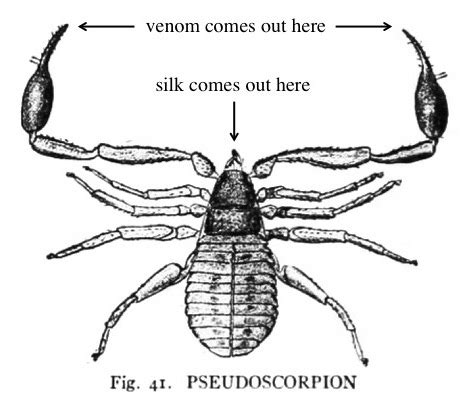 Pseudoscorpions! Small, strange arachnids | spiderbytes