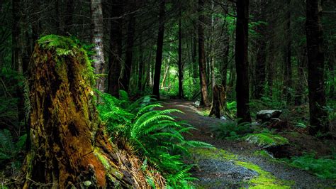 Forest 4k Wallpaper For Pc Forest 4k Wallpapers For Your Desktop Or ...