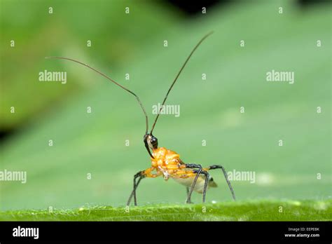 Reduviidae Assassin bug Stock Photo - Alamy