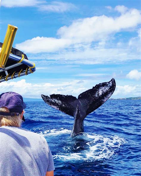 Ultimate Whale Watch and Snorkel | Best Maui Whale Watch Tours