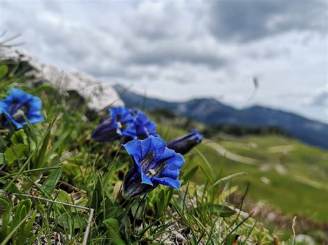 Hiking Kranjska Gora – M tours Bled