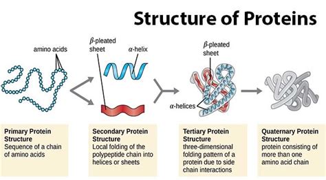 Protein Structure Diagram | Quizlet