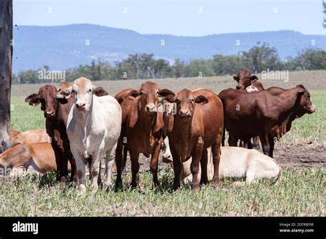 Brahman Cattle heard Queensland Australia Stock Photo - Alamy