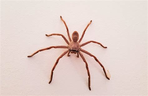 Australian Huntsman Spider – Ausemade