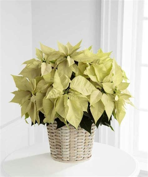 White Poinsettia